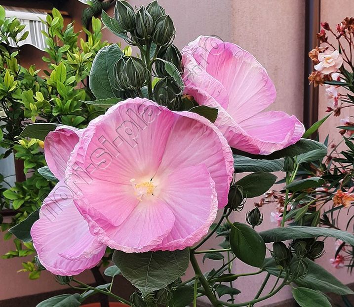 Hibiscus A6 - Flori gradina