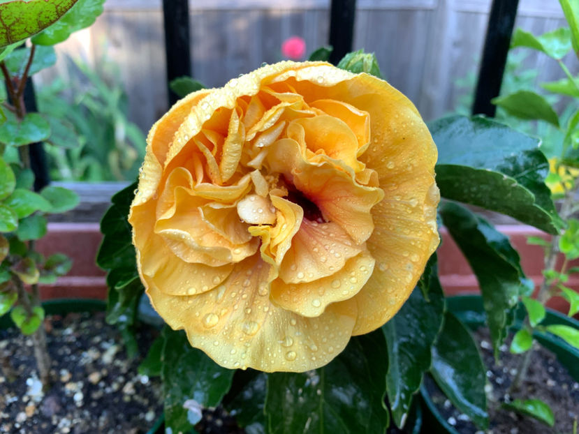  - Jurnalul gradinii 2021