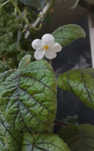 2021 - 0001 2022 - Niphea oblonga