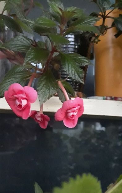  - R21 - ETIENNE ANDERSON