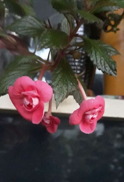  - R21 - ETIENNE ANDERSON