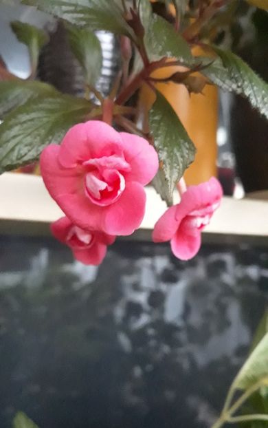  - R21 - ETIENNE ANDERSON