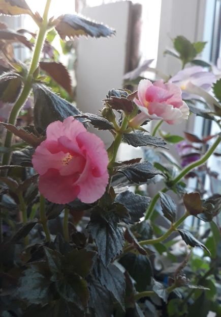  - 001 2021 - SILVIA CAGNANI