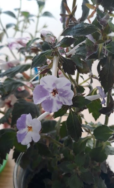  - 0001 2022 - Panseluta