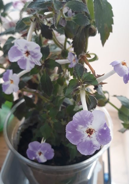  - 0001 2022 - Panseluta