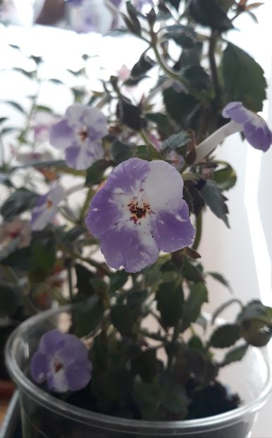  - 0001 2022 - Panseluta