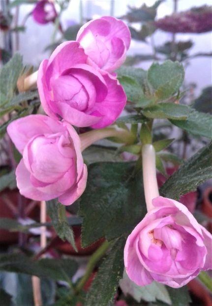 20210803_095000-4 - Provizoriu