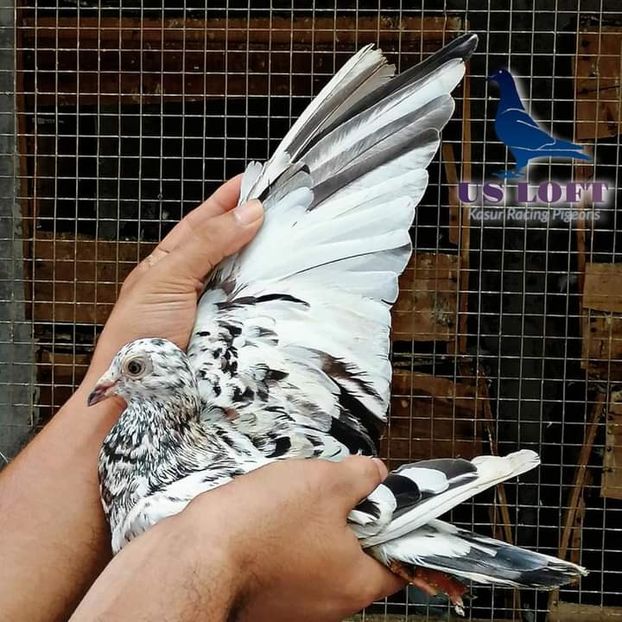  - NU IMI APARTIN ALBUM NR 2