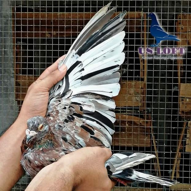  - NU IMI APARTIN ALBUM NR 2