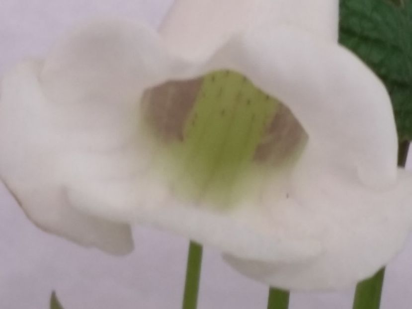 Eumorpha - Sinningii 2021