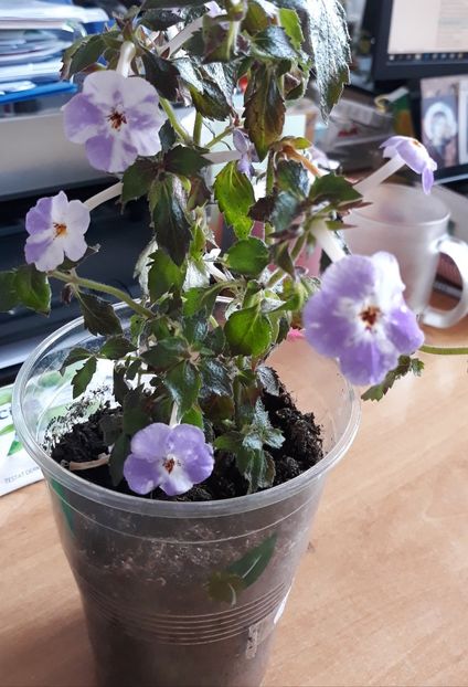  - 0001 2022 - Panseluta