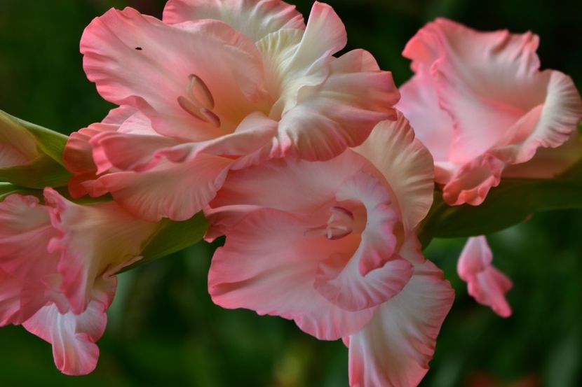  - Gladiole 2021