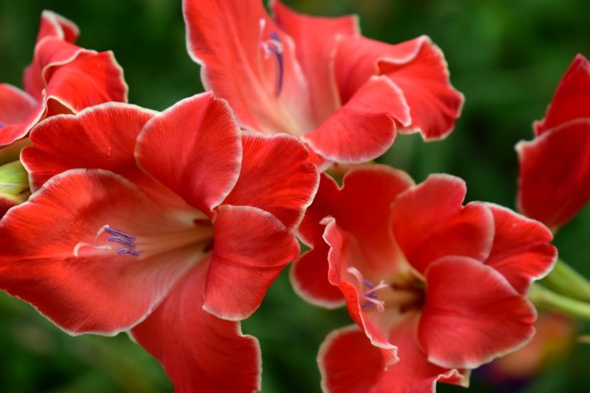  - Gladiole 2021