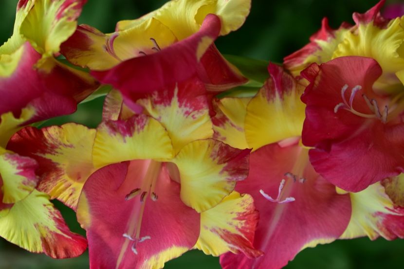  - Gladiole 2021
