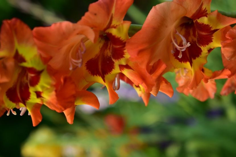  - Gladiole 2021