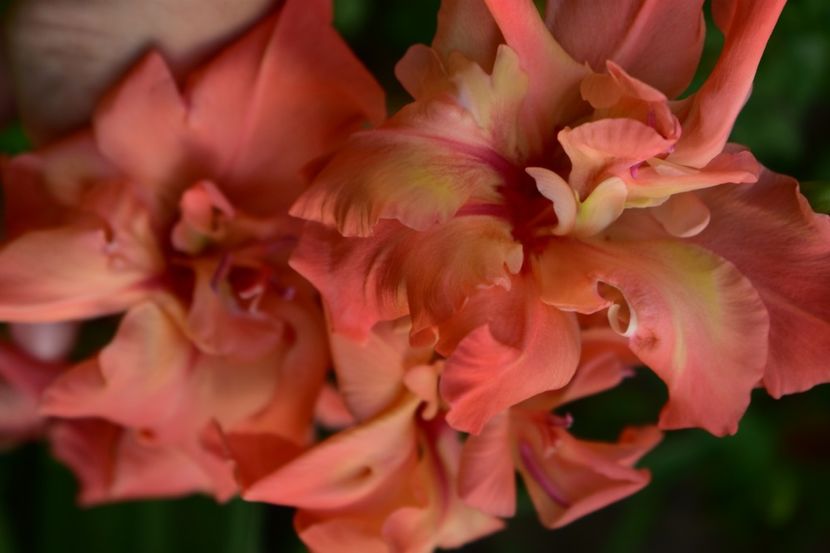  - Gladiole 2021
