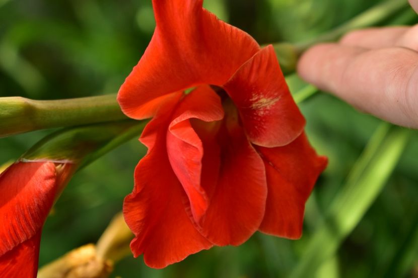  - Gladiole 2021