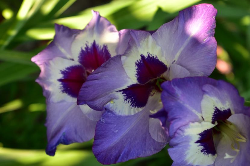  - Gladiole 2021