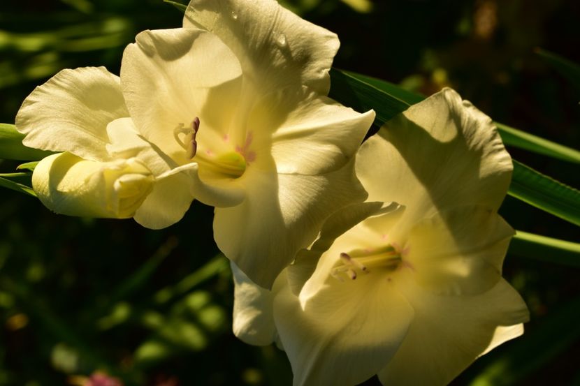  - Gladiole 2021