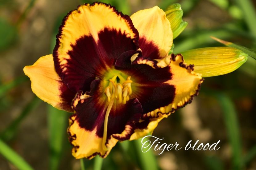 AddText_08-02-10.24.38 - Hemerocallis 2021