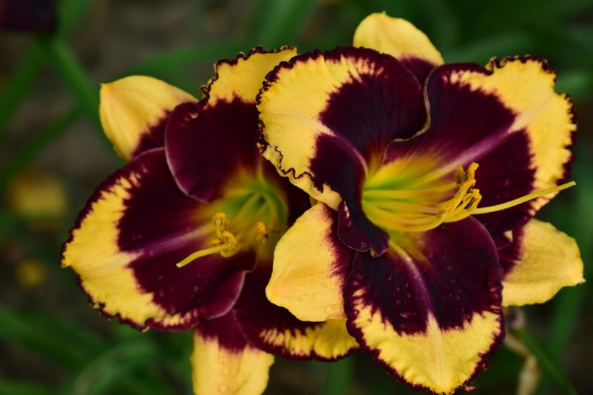  - Hemerocallis 2021
