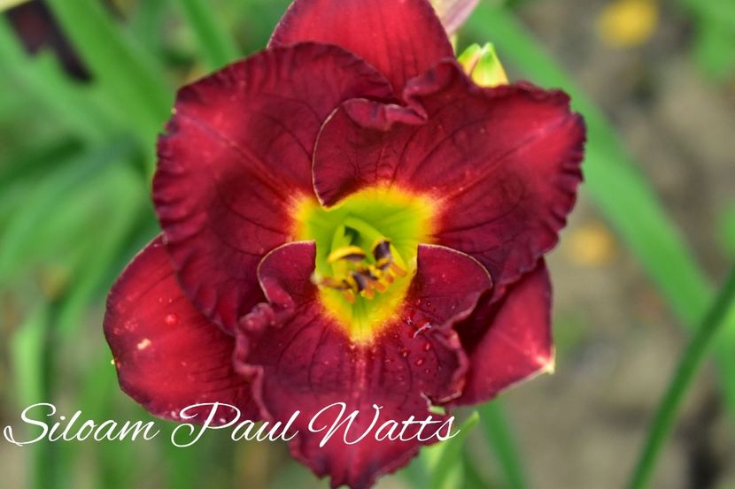AddText_08-02-09.47.12 - Hemerocallis 2021