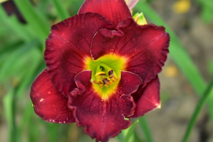  - Hemerocallis 2021