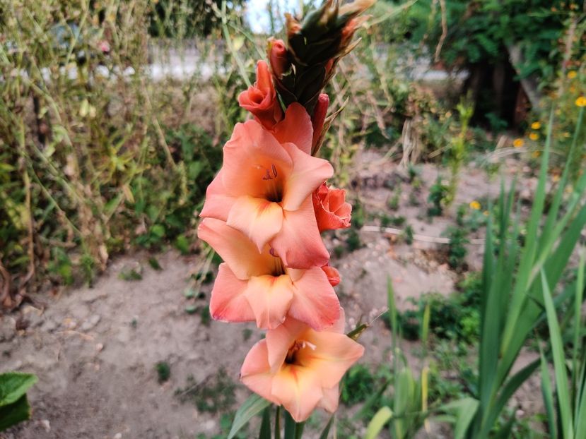  - Gladiole