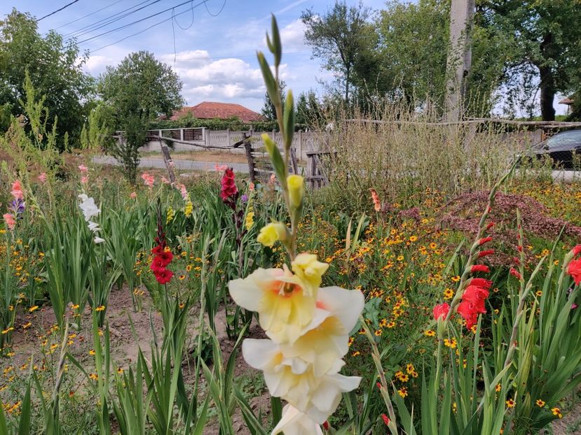  - Gladiole