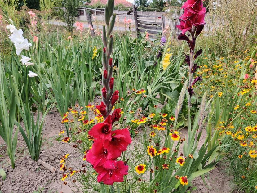 Black star - Gladiole