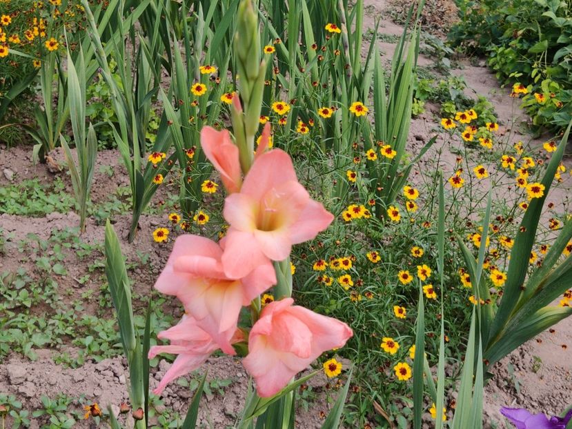  - Gladiole