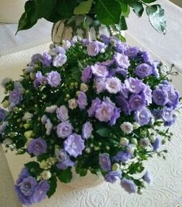  - Campanula blue wonder