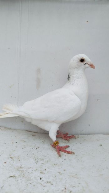 F 2018 vanduta - De vanzare voiajori 2