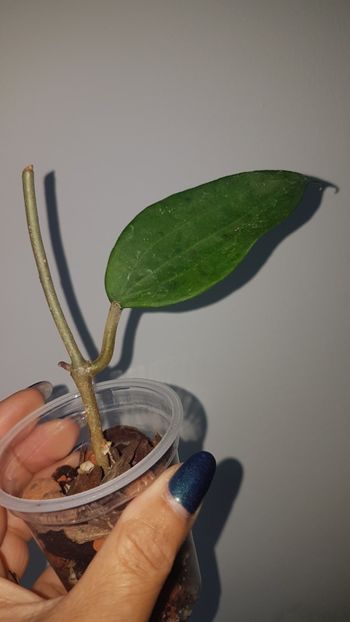  - Cinnamomifollia var Cinnamomifollia