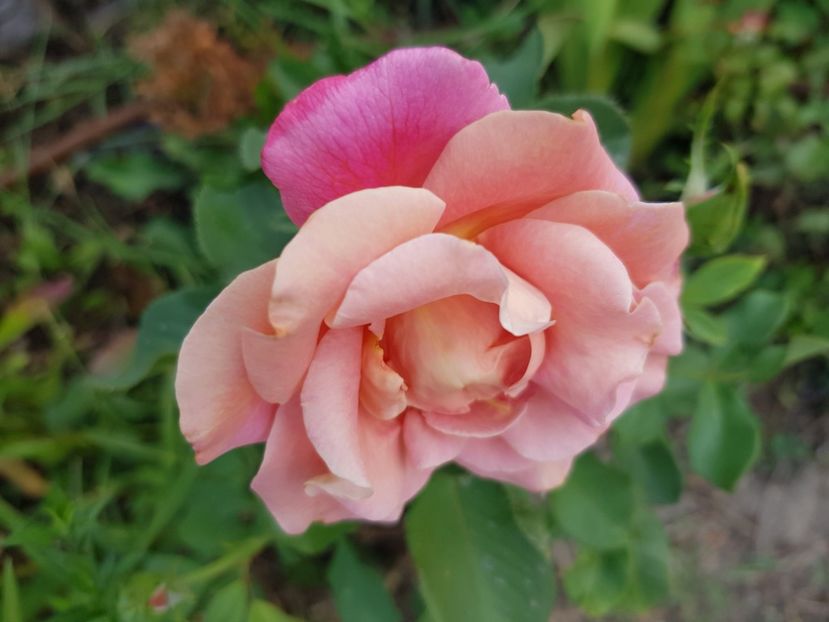  - Trandafiri la baltă 2021