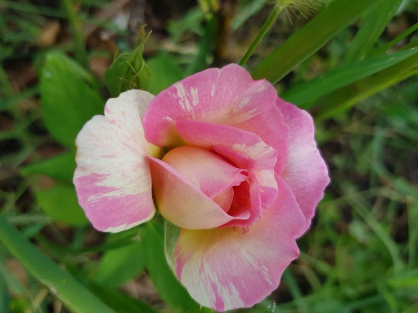  - Trandafiri la baltă 2021