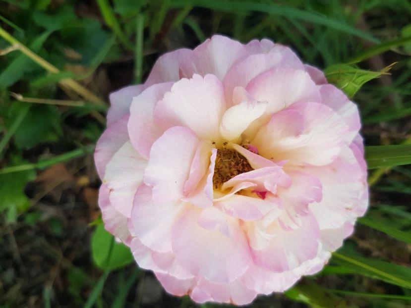  - Trandafiri la baltă 2021