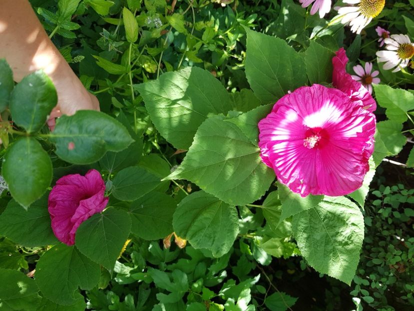  - Hibiscus moscheutus