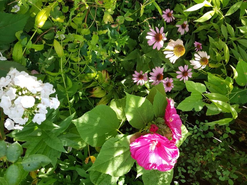  - Hibiscus moscheutus