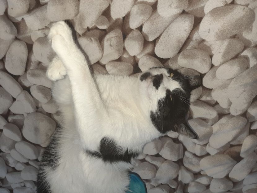  - Pisicii mei în august 2021