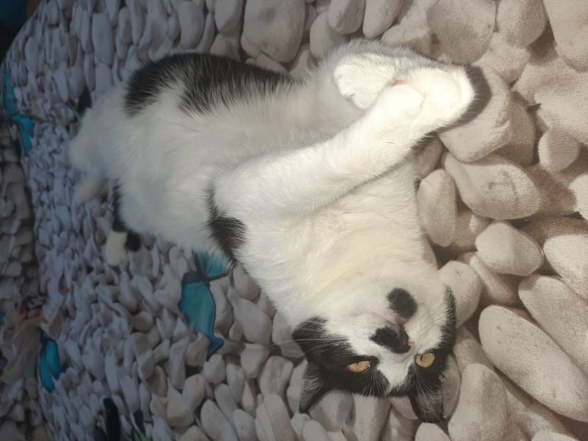  - Pisicii mei în august 2021