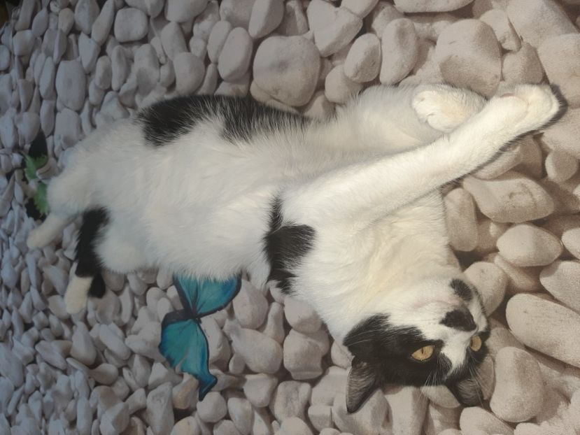  - Pisicii mei în august 2021