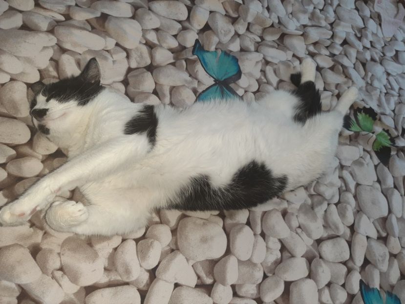  - Pisicii mei în august 2021