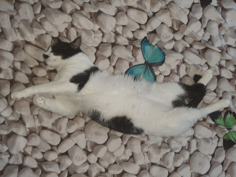  - Pisicii mei în august 2021