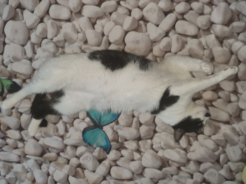  - Pisicii mei în august 2021