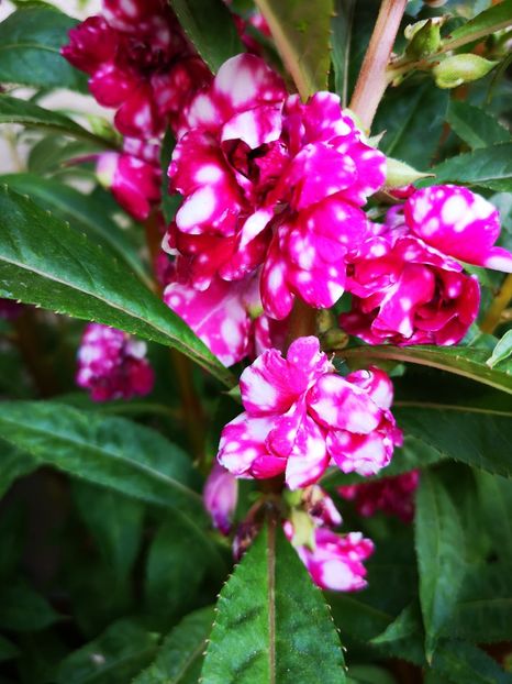 Balsamine bicolore - 0 0 2021