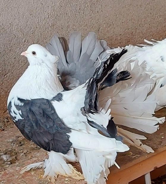 Mascul 2019 - Voltati indieni - Vanduti sau donati