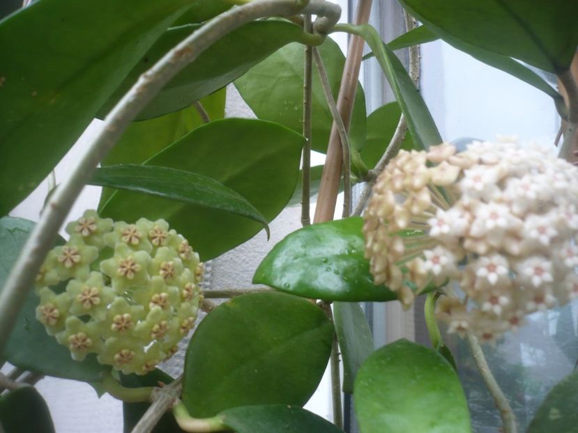 04.08.2021 - HOYA 2021-2