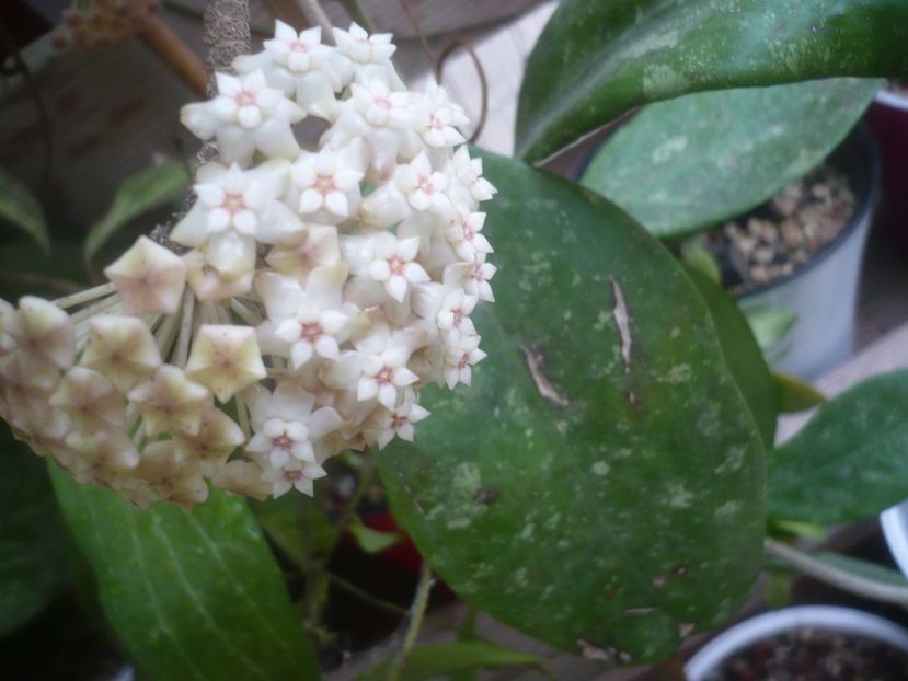 P1500292 - HOYA 2021-2