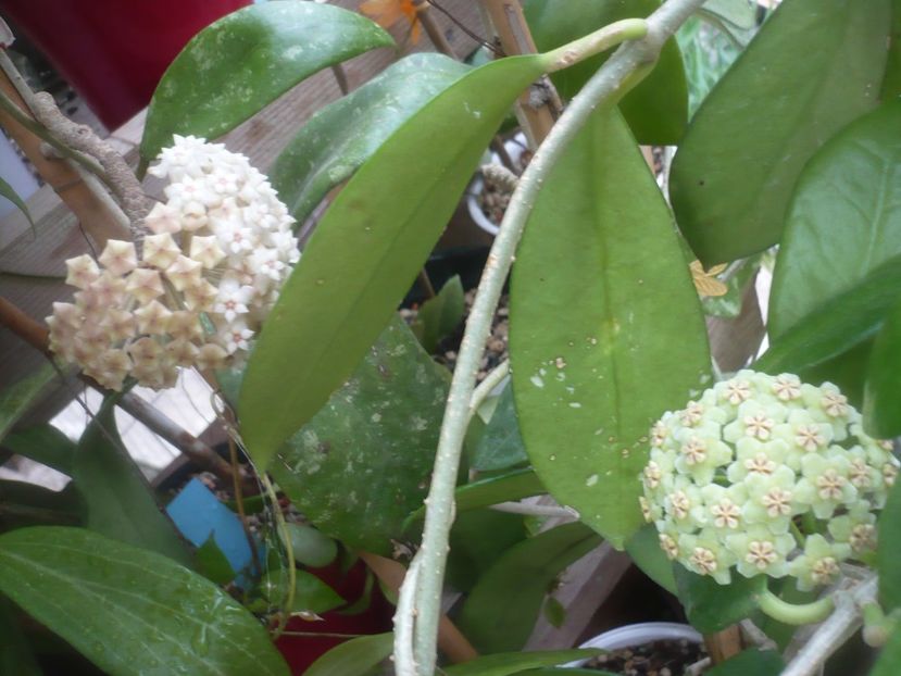 P1500294 - HOYA 2021-2